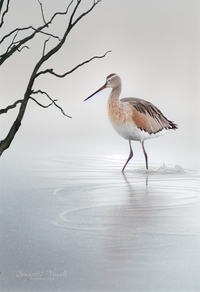 harry_S_wide_shot._Godwit_walking_in_water_with_a_soft_and_fogg_ca0f4ee3-9085-4c8f-8bb1-921ad6c6e14c